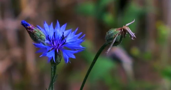 Une Belle Prairie Colorée Avec Des Fleurs Sauvages Coucher Soleil — Photo