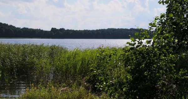 Güneşli bir yaz gününde gün batımında kır çiçekleriyle güzel renkli bir çayır. Yaz mevsimi