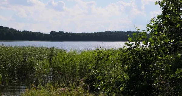 Güneşli bir yaz gününde gün batımında kır çiçekleriyle güzel renkli bir çayır. Yaz mevsimi
