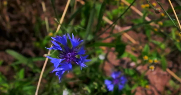 Eine Schöne Bunte Wiese Mit Wilden Blumen Bei Sonnenuntergang Einem — Stockfoto