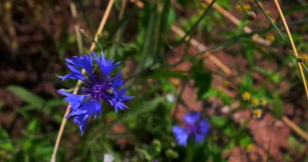 晴れた夏の日には日没時に野生の花と美しいカラフルな牧草地 — ストック写真