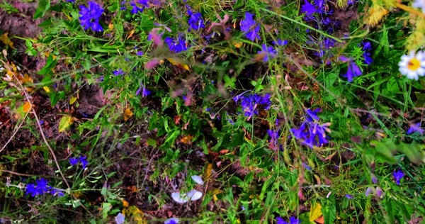 Hermoso Prado Colorido Con Flores Silvestres Atardecer Día Soleado Verano — Foto de Stock