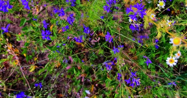 Une Belle Prairie Colorée Avec Des Fleurs Sauvages Coucher Soleil — Photo