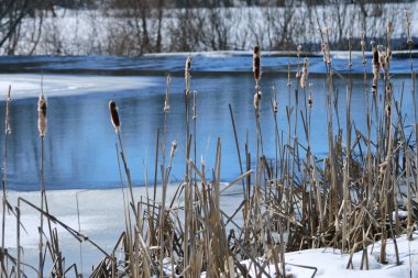 Güneşli bir kış günü. - Soğuk. Ancak hızlı nehir tamamen buzdan bir kabukla kaplı değil ve kıyıdaki çimenler donla kaplı olmasına rağmen güzelliğini kaybetmemiş. Narin mavi renkteki fotoğraf kışı anımsatıyor..