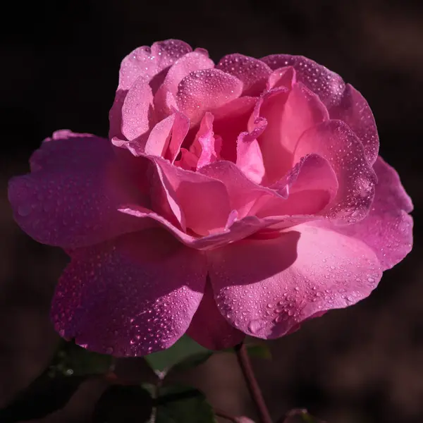 早上早些时候 阳光在美丽的玫瑰花瓣上形成了美丽的花萼 即使是露珠也没有时间晒干 也没有时间在玫瑰花瓣上美丽地闪耀 — 图库照片