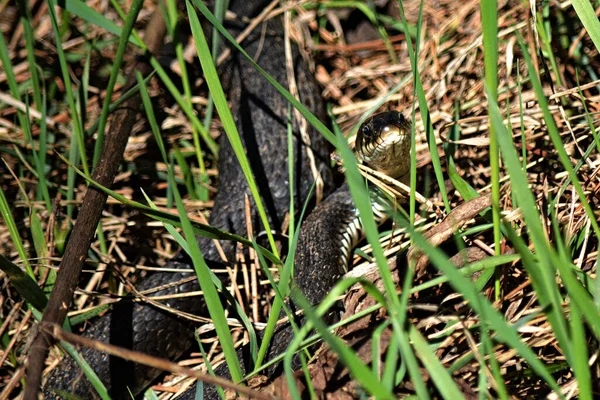 Eine Schlange Krabbelt Anmutig Ufer Entlang Gras Nur Ein Leichtes — Stockfoto