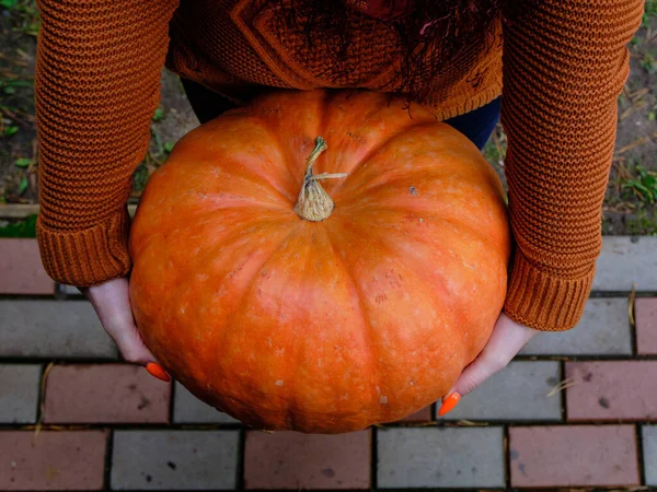 Les Mains Des Femmes Tiennent Une Grande Citrouille Peut Être — Photo