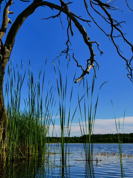 Trawa Wodzie Jest Pięknie Wpisana Łuk Suchego Drzewa Brzegu Równe — Zdjęcie stockowe