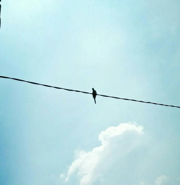 Птицы Садятся Линии Электропередач Течение Дня Небо Голубое Красиво — стоковое фото