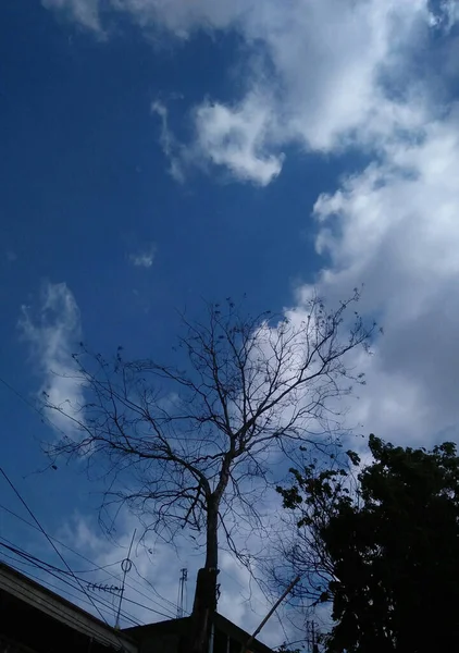 昼は木の枝と青い空 — ストック写真