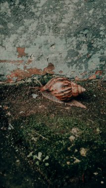 Yavaş yavaş sürünen kahverengi salyangoz