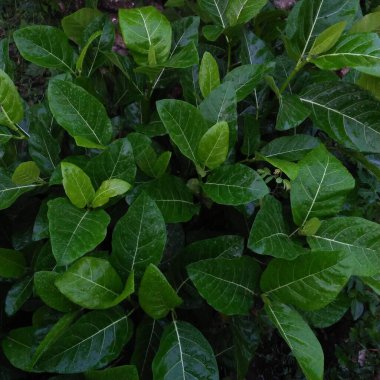 Güzel bir bitkinin taze yeşil yaprakları.