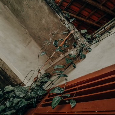 Evin üstündeki yapraklar, taze ve doğal.