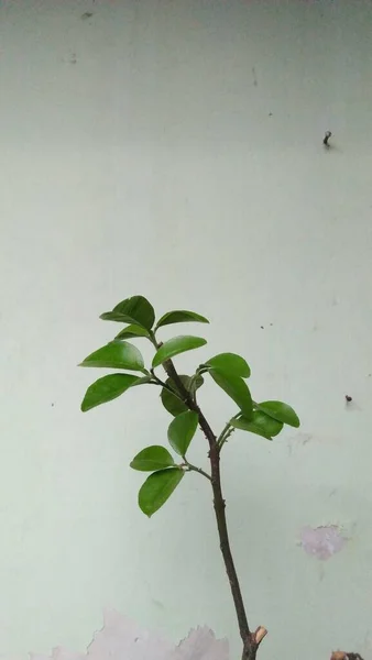 Kleine Bladeren Planten Tegen Oude Muur Achtergrond — Stockfoto