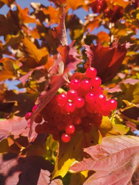 Red clusters of ripe viburnum on a branch in autumn close-up.  Plant symbol of Ukraine clipart