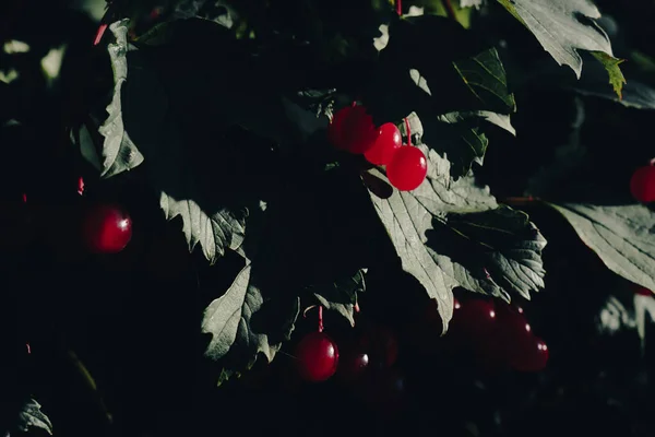 Fruits Rouges Baies Viorne Sur Une Branche Automne Par Une — Photo