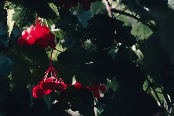 Des Grappes Baies Viorne Mûres Rouges Sur Une Branche Parmi — Photo