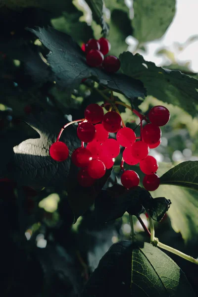가을철에는 가지에 열매가 무더운 건강에 열매를 먹는다 우크라이나 — 스톡 사진