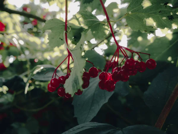 Red Clusters Ripe Viburnum Branch Green Leaves Closeup — Stock Photo, Image