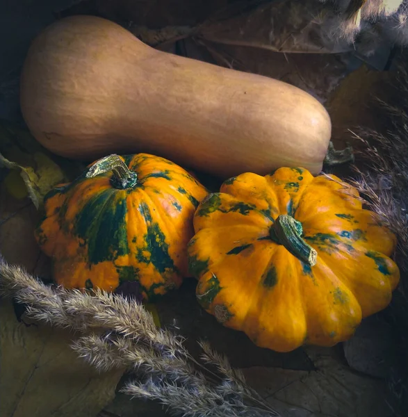 Fondo Amarillo Otoño Hojas Secas Physalis Cono Calabaza Spica Como —  Fotos de Stock