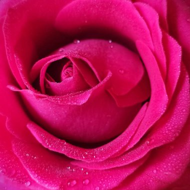 Su damlalarıyla birlikte pembe gül. Pembe doğal arka plan. Hediye konsepti. Sevgililer günü kartı.