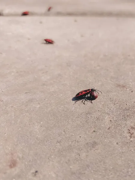 Firebug Pyrhocoris Apterus Bug Soldado Está Rolando Uma Semente Tília — Fotografia de Stock