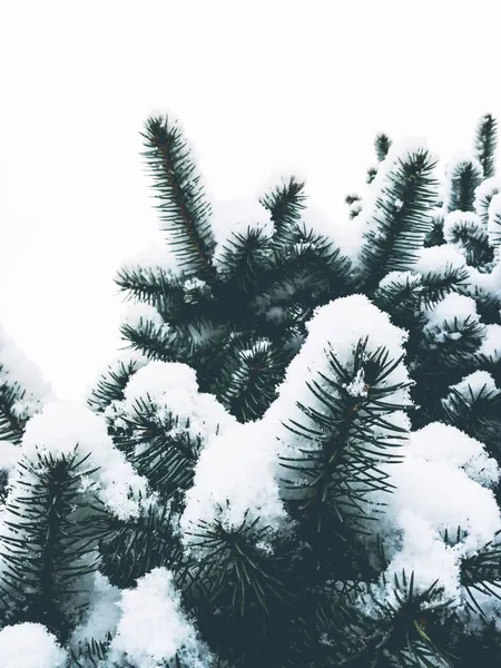 Ramo Abete Rosso Sotto Neve Primo Piano Vista Dal Basso — Foto Stock