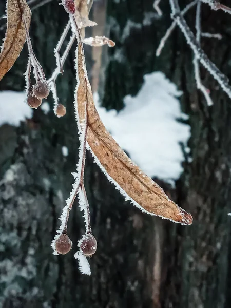 Bel Frutto Tiglio Nella Neve Hoarfrost — Foto Stock