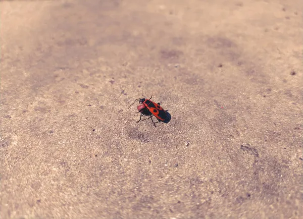Bedbug Soldado Rola Uma Semente Chão — Fotografia de Stock