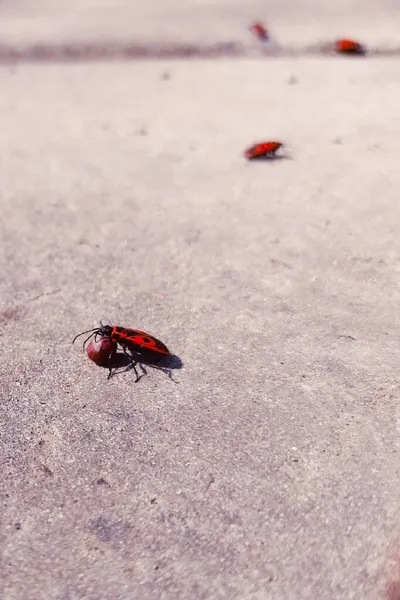 Fire Bug Bed Bug Trodier งเมล ดกลมบนพ นใกล — ภาพถ่ายสต็อก