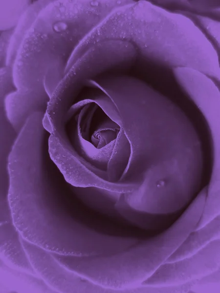 Красивая Фиолетовая Роза Водопадами Крупным Планом Фиолетовый Фон Концепция Подарков — стоковое фото