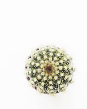 Beyaz arka plan manzaralı yeşil kaktüs. Tasarım için uygun, Melocactus