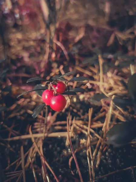 Ripe Lingonberry Growing Ground Forest Close Autumn Natural Beauty — 스톡 사진