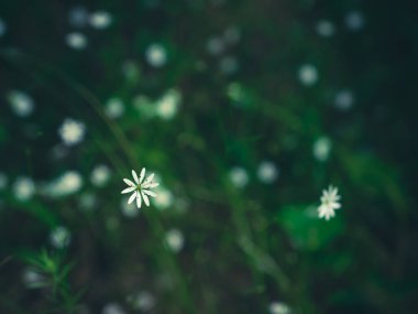 dark green natural grass background with a small white flowers. beautiful of nature