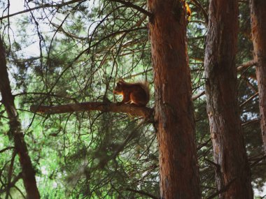 wild squirrel on a pine branch in the forest. wildlife concept
