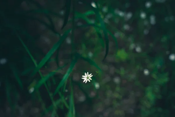 Dark Green Natural Grass Background Small White Flower Beautiful Nature — 스톡 사진