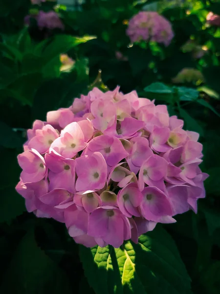 Blühende Rosa Hortensien Blühen Einem Strauch Zwischen Grünen Blättern Großaufnahme — Stockfoto