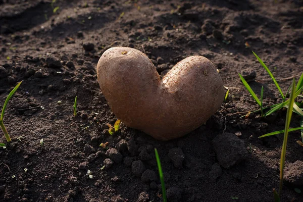 Closeup Brown Ripe Heart Shaped Potato Black Ground Heart Shaped — Zdjęcie stockowe
