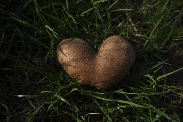 Heart Shaped Potato Natural Background Close Brown Ripe Heart Shaped — Zdjęcie stockowe