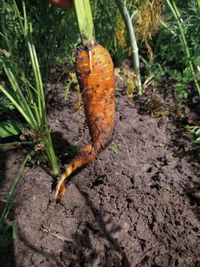 Bahçede yeni toplanmış çirkin bir havuç.