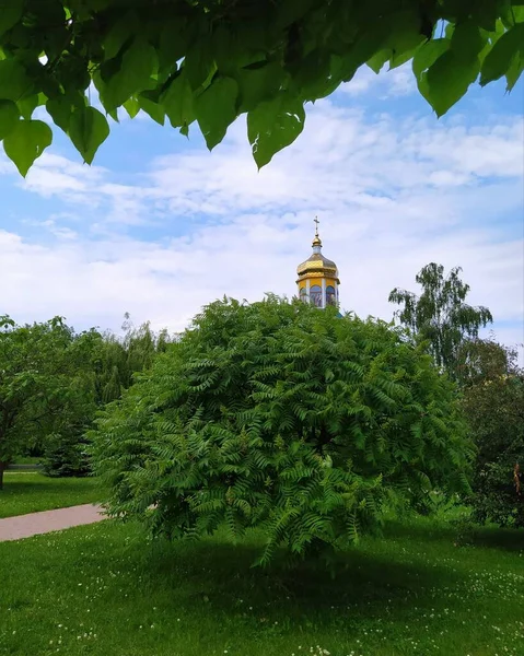 2021年6月16日 英国Kyiv地区Boryspil Boryspil的Knyshov纪念公园的夏日城市景观 苏玛树和圣尼古拉斯教堂顶部蓝天映衬 — 图库照片