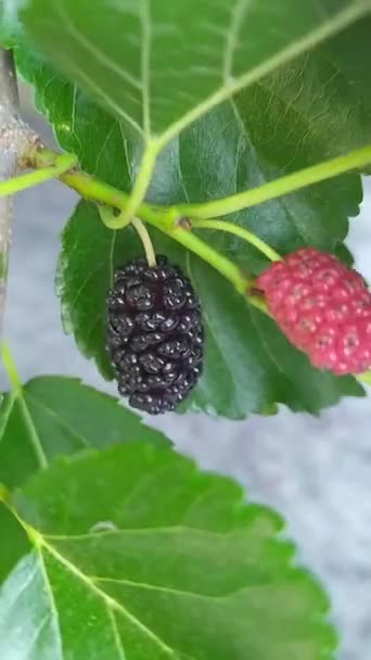 Human Hand Shows Ripe Mulberry Tree Branch Green Leaves Summer — 图库视频影像