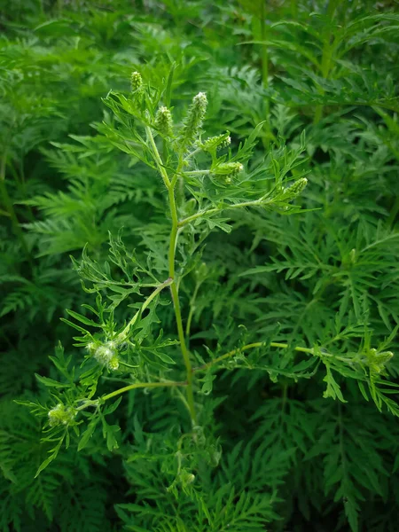 Young bushes have not yet bloomed ambrosia. Dangerous plant, shrubs that causes allergic reactions, allergic rhinitis close-up. Common ragweed leaves. Latin name Ambrosia artemisiifolia