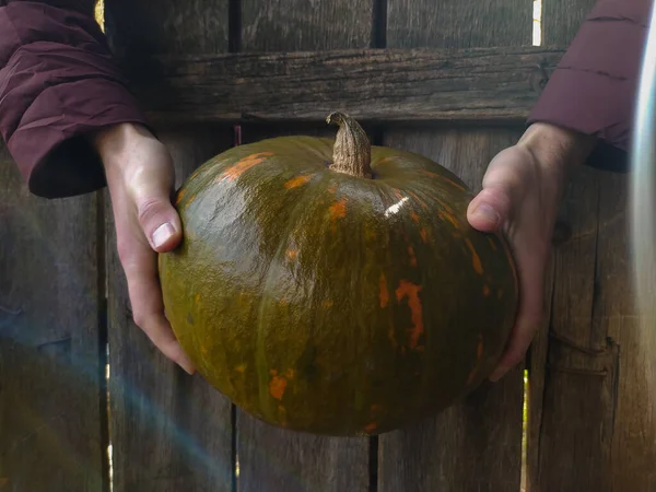 一个男人的手抓住一个成熟的南瓜在一个木制围栏的背景下 室外特写 一个成熟的大南瓜在外面在一个土包子的手里 收获和园艺概念 — 图库照片
