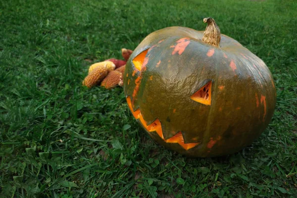 Calabaza Halloween Maíz Pequeño Hierba Aire Libre —  Fotos de Stock