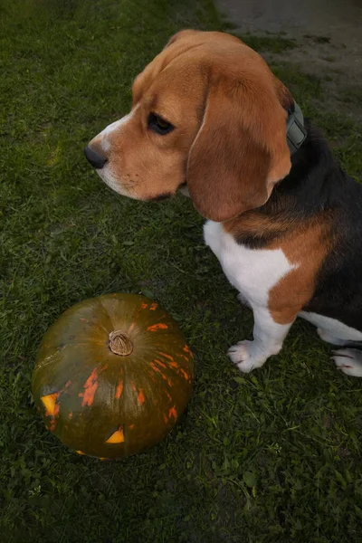 Cão Beagle Sentado Perto Cabeça Abóbora Halloween Grama Verde Quintal — Fotografia de Stock