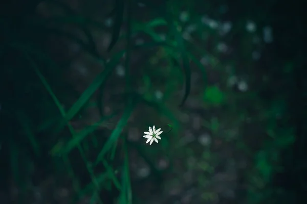 Fond Herbe Naturelle Vert Foncé Avec Une Petite Fleur Blanche — Photo