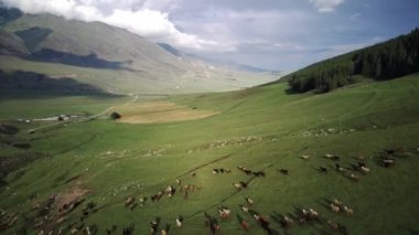 Bir kuzu sürüsü dağlarda helikopterden kaçıyor.