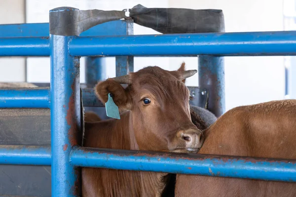Αγελάδες Αγωγό Κατά Διάρκεια Της Επεξεργασίας Μονάδα Ζωοτροφών Σταθμό Ζωοτροφών — Φωτογραφία Αρχείου