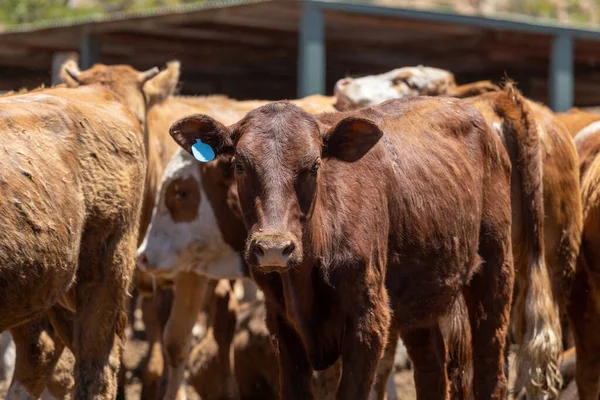 Imagen Una Vaca Corral Corral Piensos —  Fotos de Stock